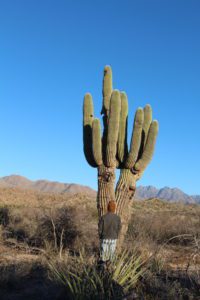 A cactus of Tonto National Forest