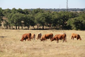 A ranch